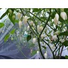 Biquinho White Pepper 10+ Seeds