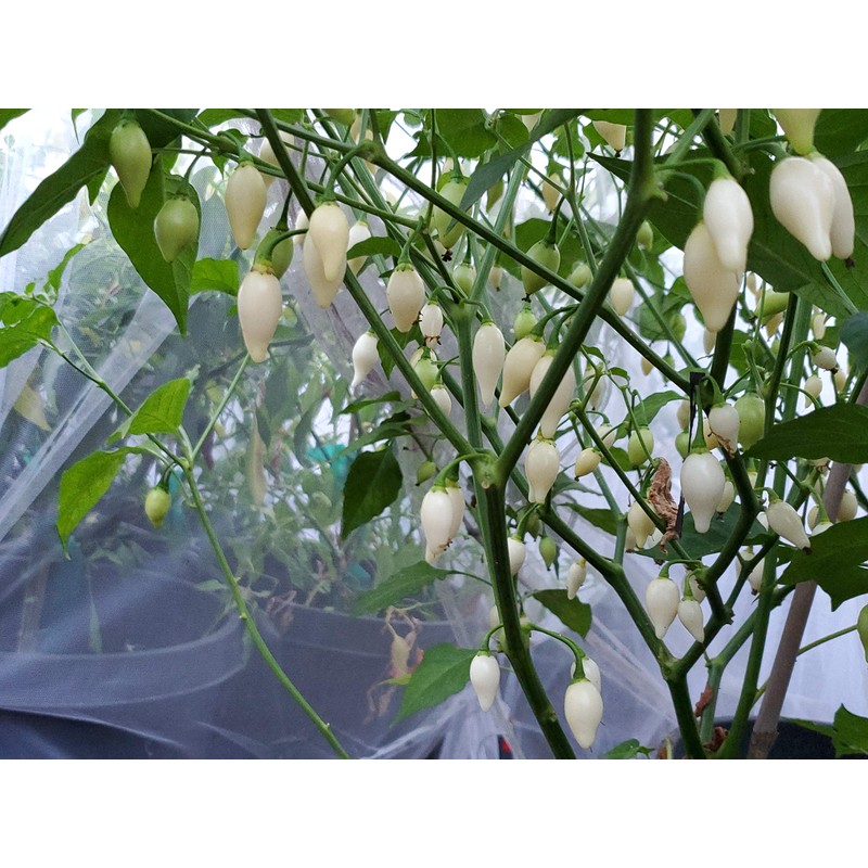 Biquinho White Pepper 10+ Seeds