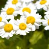 Outsidepride Feverfew - 5000 Seeds