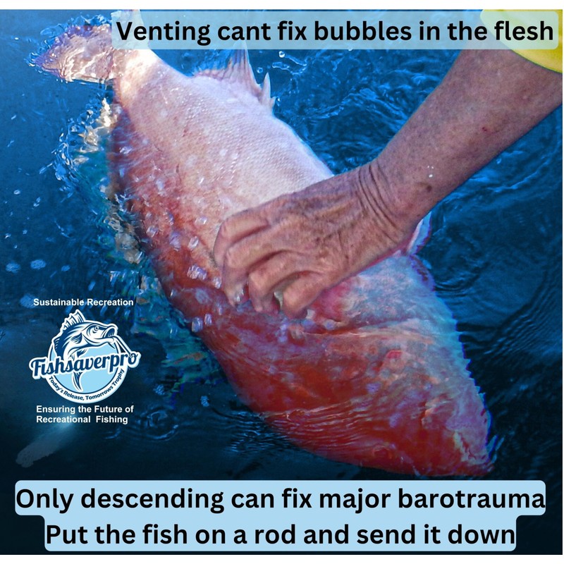 Fishsaverpro 2 Pack Fish Release Weight Descending Device - Compact