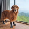 EXPAWLORER Anti Slip Dog Socks to Prevent Licking Paws,Winter Dog