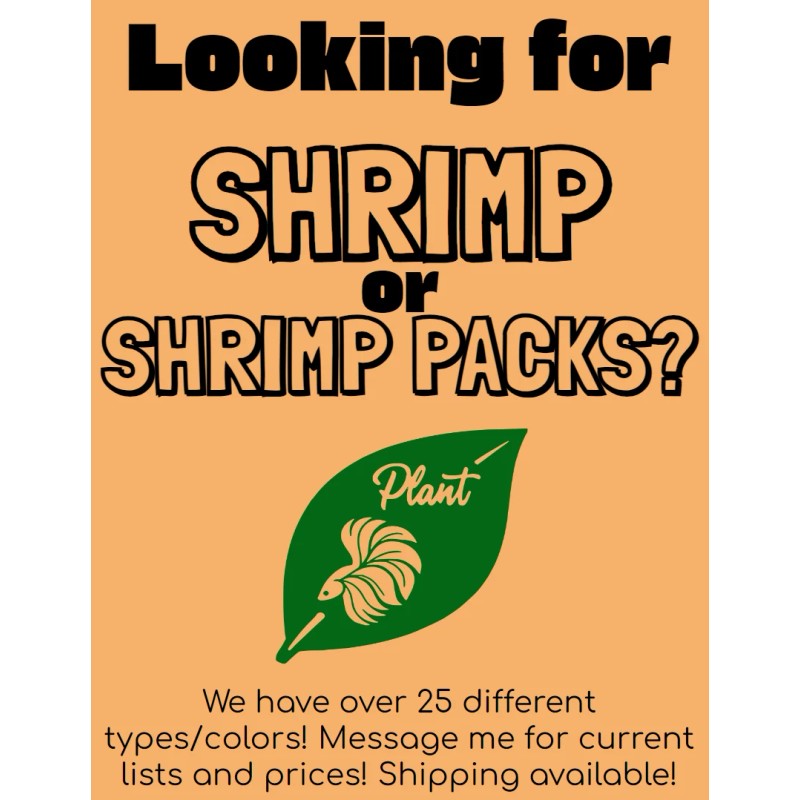 Vallisneria Spiralis - one plant - live aquatic plants