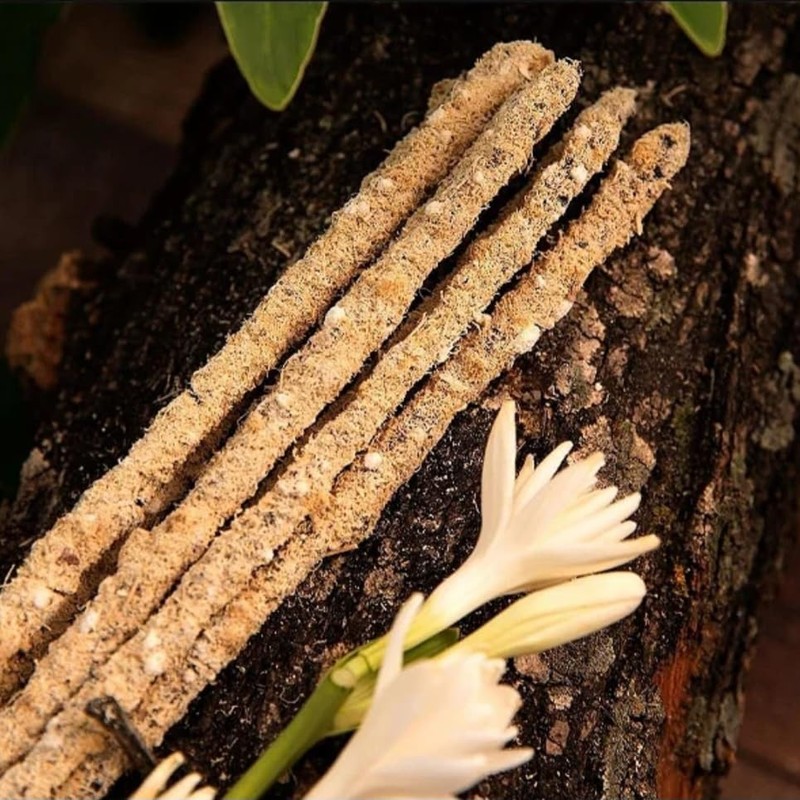 Sagrada Madre - Botanical - Muskroot & Olibanum Incense Sticks