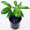 Puffy Leaf Japanese Lady Palm (Rhapis Excelsa Koban) – Rare