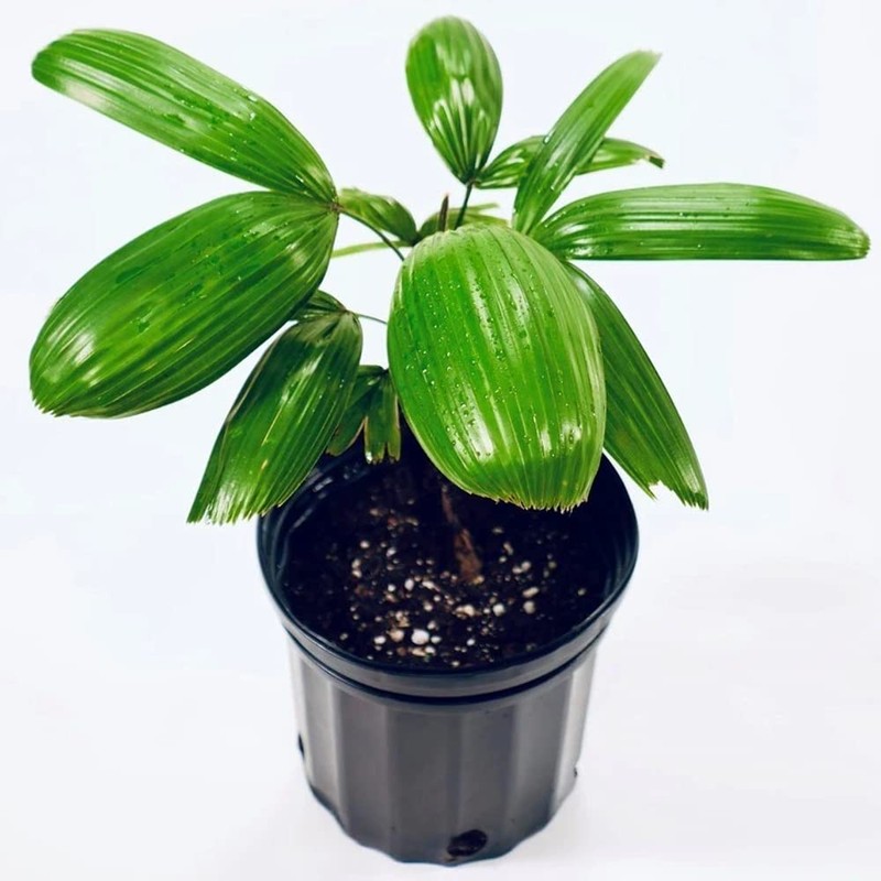 Puffy Leaf Japanese Lady Palm (Rhapis Excelsa Koban) – Rare