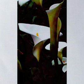 CafePress Calla Lily Garden 18"x18" Reusable Grocery Shopping Sling Tote Bag