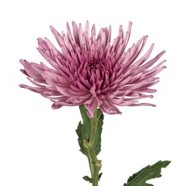 Farm Fresh Natural Pink Spider Mums - 60 Stems