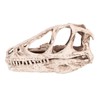 Resin Dinosaur Skull Model Simulated Animal Skeleton Home Office Decor