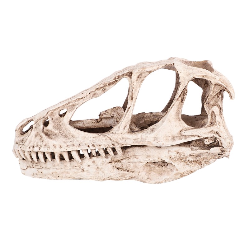 Resin Dinosaur Skull Model Simulated Animal Skeleton Home Office Decor