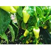 White Jalapeno Chilli Seeds - 10 Fresh White Jalapeno Pepper
