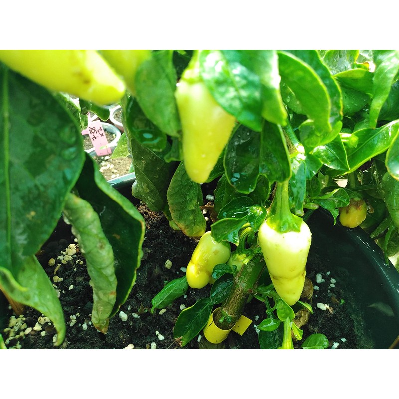 White Jalapeno Chilli Seeds - 10 Fresh White Jalapeno Pepper