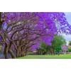 Blue Jacaranda Tree Seeds - 25 Seeds - Exotic Purple