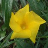 Palm Beach Medicinal Herbs - Yellow Oleander (Thevetia neriifolia) -