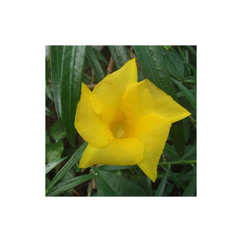 Palm Beach Medicinal Herbs - Yellow Oleander (Thevetia neriifolia) -