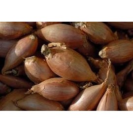 Fresh Shallot 40lbs. Bulk