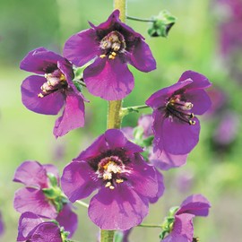 Purple Mullein Seeds Verbascum Phoeniceum 'Violetta' Evergreen Perennial Drought Tolerant Deer Resistant Border Bed Garden Outdoor 50Pcs Flower Seeds by YEGAOL Garden