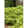 Juniper Saybrook Gold | 4 Live Gallon Size Plants |