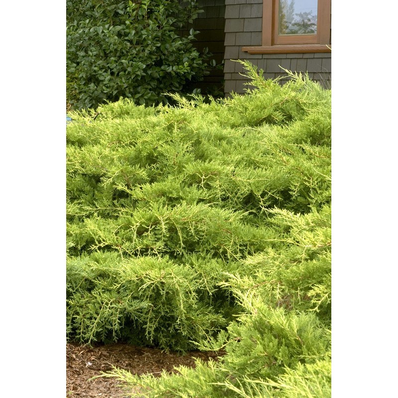 Juniper Saybrook Gold | 4 Live Gallon Size Plants |