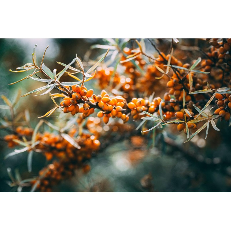 Economy Set Solid Shampoo 'Mild' 40 g + Vegan Soap