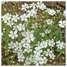 Everwilde Farms - 1 Oz Annual Baby's Breath Wildflower Seeds - Gold Vault