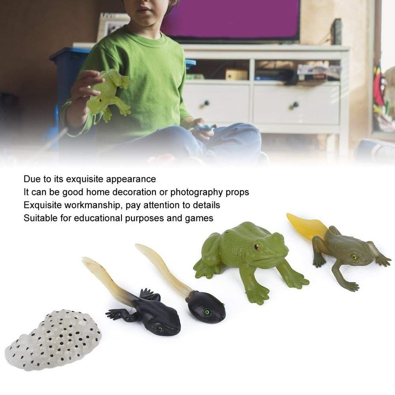 Frog Model 5 pcs Secret to Frog! Growth Cycle Figure,