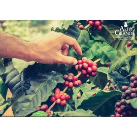 Alto Grande Premium Coffee Whole Bean - 2 Lbs (Pack of 2)