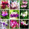 Mixed 100 Seeds Fuchsia Flower Seeds Perennial Home Bonsai