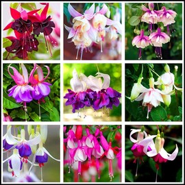 Mixed 100 Seeds Fuchsia Flower Seeds Perennial Home Bonsai