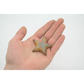 Unbranded Starfish Toy, Edmond's Sea Star, Plastic Model, Realistic Figure 2.25" F926 B158