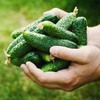 Organic Boston Pickling Cucumber Seeds - USDA Organic, Non-GMO, Open
