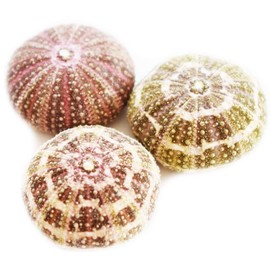 Set of 3 Beautiful Alfonso Gator Sea Urchin Shells 2"- 3" Coastal Beach Cottage Craft Decor Display Air Plant