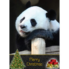 Panda Christmas Card 'Merry Christmas' - Special Xmas Card for Him Her Kids Male Female