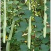22Day Seeds: Seeds Long Gourd/Green Calabash/Non GMO/Heirloom