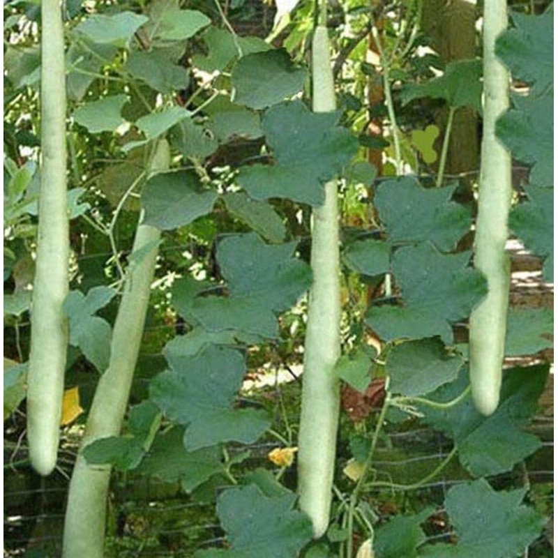 22Day Seeds: Seeds Long Gourd/Green Calabash/Non GMO/Heirloom