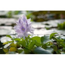 Generic 3 Water Hyacinth, 3 Water Lettuce Bundle. See Shipping Policy before purchase., Green