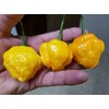 Papa Dreadie Scotch Bonnet Pepper 10+ Seeds