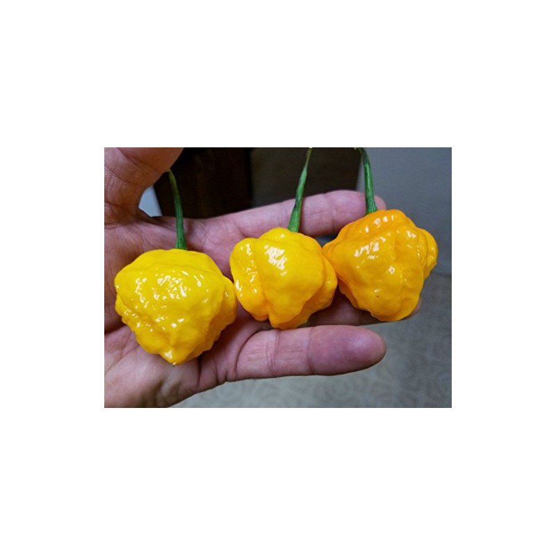 Papa Dreadie Scotch Bonnet Pepper 10+ Seeds