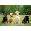 Comfluxe 2.5" Tactical Dog Collar for Medium Dogs, Adjustable Heavy