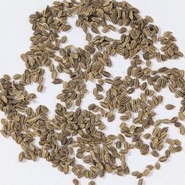 PAPAW'S GARDEN SUPPLY LLC. Helping The Next Generation Grow, Bolera Hybrid Carrot Seeds, Non-GMO, 2 Pack of 250 Seeds