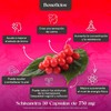 Schisandra 30 Cápsulas de 750 mg. | Adaptógeno | Equilibra