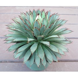 Crazy H Cactus "Bella" Mangave 3"+ STARTER Plant Agave & Manfreda RARE Hybrid NEW FOR 2025!!