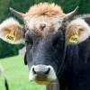 100 Aretes Para Cerdo Cabra Ganado Numeros Láser Con Pinza