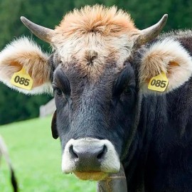100 Aretes Para Cerdo Cabra Ganado Numeros Láser Con Pinza