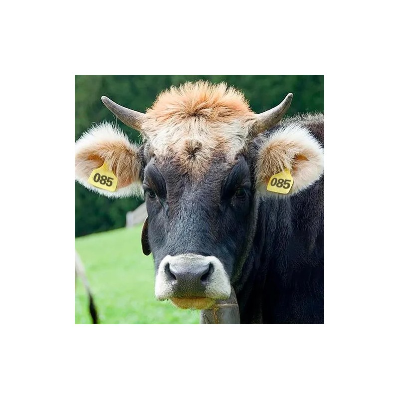 100 Aretes Para Cerdo Cabra Ganado Numeros Láser Con Pinza