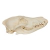 Coyote Skull (Teaching Quality Replica)