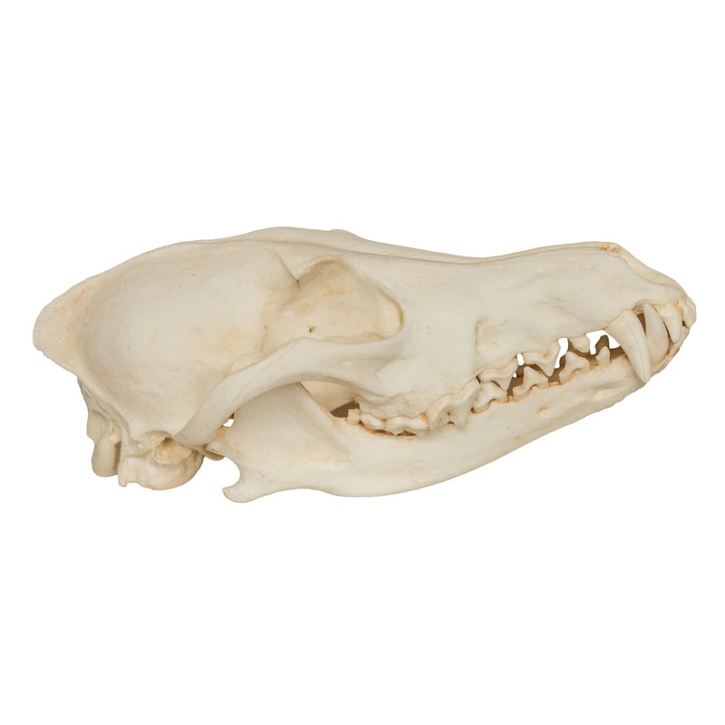 Coyote Skull (Teaching Quality Replica)