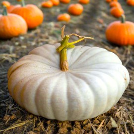 TomorrowSeeds - Flat White Boer Pumpkin Seeds - 10+ Count - for 2025 Planting Stackable Cinderella Boar Fall Display Ghost Casper Squash USA Garden Vegetable Grow Your Own Home Farm Patio Healthy