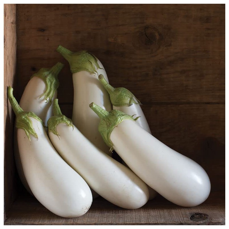 RAISE ME UP: Seeds White Eggplant Aubergines Non GMO Heirloom