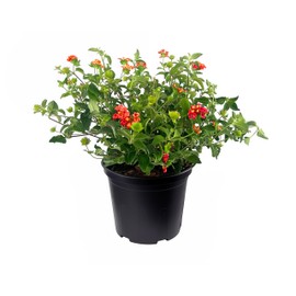 Lantana Dallas Red | 3 Large Gallon Size Plants | Lantana Camara | Flowering Perennial | Garden Colorful Bloom | Hardy Outdoor Decor | Vibrant Red Flowers