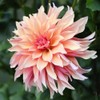 100+ Dahlia Labyrinth Flower Seeds - Exotic Labyrinth Dahlia Seeds